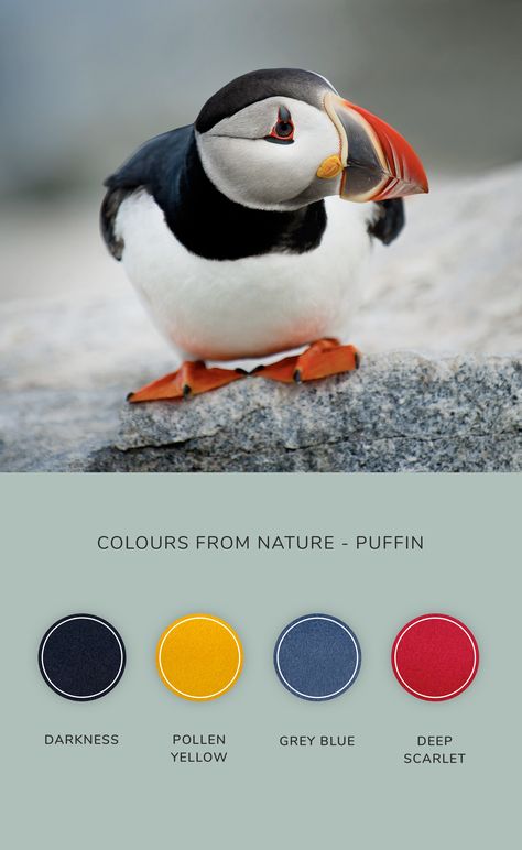 Wildlife Colour Palette, Black White Palette, Harmonious Colours, Mascot Ideas, Nature Colours, Black Color Palette, White Palette, Color Palette Yellow, Common Room