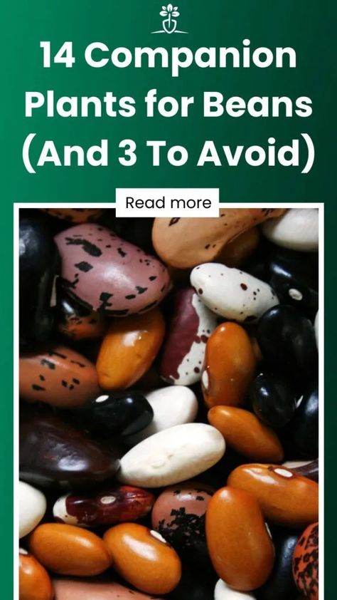 14 Companion Plants for Beans (And 3 To Avoid) Growing Beans In Garden, Beans Companion Planting, Planting Beans, Gardening Veggies, Winged Bean, Bean Garden, Cluster Bean, Growing Celery, Companion Planting Guide