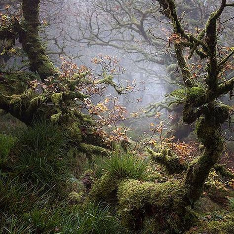 Dartmoor Devon, Moss Covered, Affinity Photo, Devon England, Foggy Morning, Magical Forest, Portrait Shots, Memento Mori, On The Ground