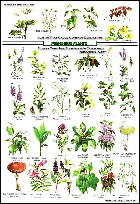 Poisonous plants Poison Plants, Deadly Plants, Poison Garden, Dream Cafe, Plants Illustration, Goth Garden, Plant Tips, Edible Wild Plants, Poisonous Plants