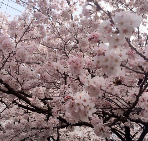 Soft Pink Theme, Sakura Tree, Nothing But Flowers, Japan Aesthetic, Flower Therapy, Pink Themes, Japanese Aesthetic, Cherry Blossom Tree, Spring Aesthetic