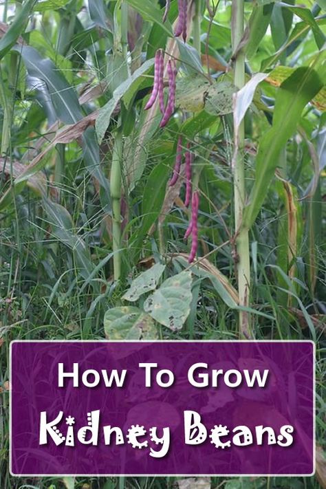 Growing Kidney Beans, Grow Black Beans, Dehydrate Recipes, Starting Garden, Bean Garden, Crop Ideas, Homestead Lifestyle, Compost Mulch, Fruit Container