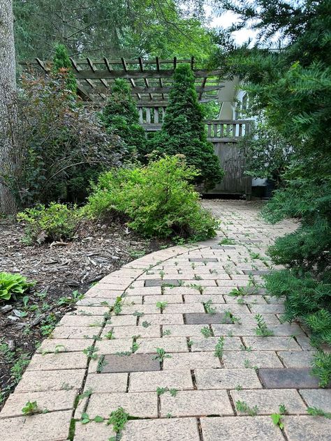 DIY Paver Refresh | Kate Chipinski Kate Chipinski, Diy Paver, Side Walkway, Polymeric Sand, Sore Body, Pavers Diy, Push Broom, Water Based Stain, Stained Concrete