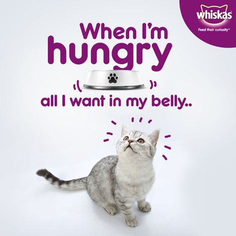 Behance 上的 Creatives for Whiskas (under JITBW) Advertising Typography, Happy Facts, Pet Advertising, Gudi Padwa, Veterinary Medicine, Creative Instagram Stories, Design Advertising, Creative Ads, Graphic Design Advertising