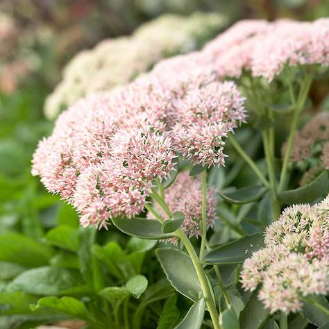 Sedum  'Autumn Joy' sedum is a drought-resistant perennial flower that grows well in most soil types, even dense clay. Plant it in full sun for best results. Its late-summer blooms attract butterflies.  Name: Sedum 'Autumn Joy'  Zones: 3-10 Clay Soil Plants, Planting In Clay, Clay Plant, Soil Types, Prairie Planting, Perennial Flower, Grow Gorgeous, Best Perennials, Border Plants