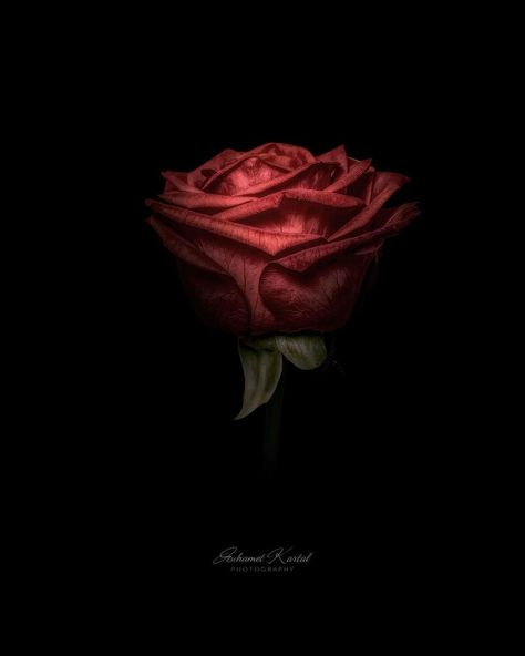 MUHAMET KARTAL | . In the depths of darkness, a solitary red rose glows, its radiant hue a beacon of beauty and strength. 🌹✨ . . . #gardenroses #redroses… | Instagram Red Flower, Iphone Wallpapers, Red Rose, Red Flowers, Dark Red, Art Inspo, Red Roses, Iphone Wallpaper, Roses