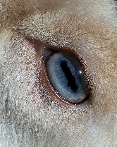 Nigerian Dwarf goat eye ....many Nigi's have blue eyes, which I LOVE! Our family hopes to get one doe with blue eyes and another with brown. :) Kunstjournal Inspiration, Výtvarné Reference, Pics Art, Art Reference Photos, The Eye, Drawing Reference, Art Inspo, Goats, Sheep