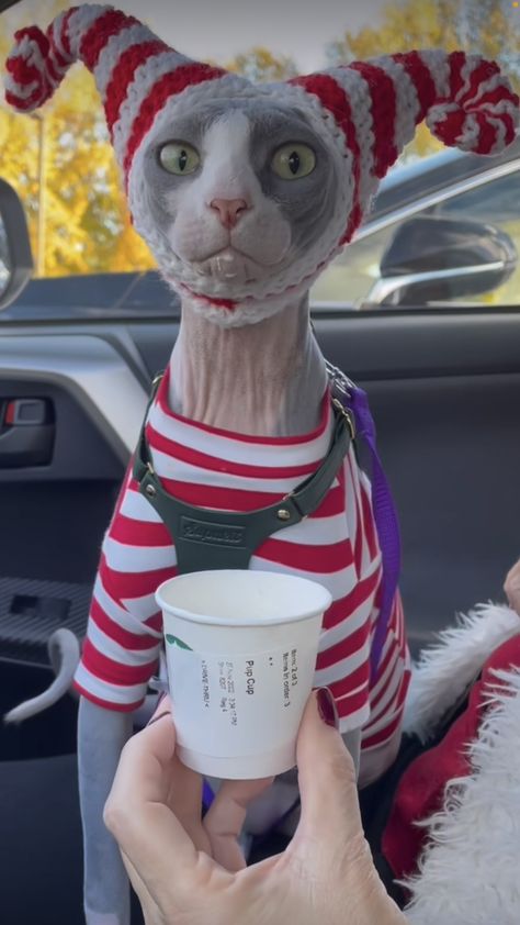 Cute Hairless Cat, Baby Ferrets, Sphinx Cat, Dream's Cat, Hairless Cat, Cat Fashion, Sphynx Cat, Cat Hat, Sphynx