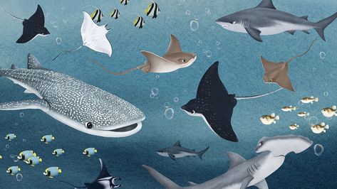 Animals Desktop Wallpaper, Whale Shark Wallpaper, Hd Wallpaper Cute, Shark Background, Shark Wallpaper, Sea Life Wallpaper, Shark Illustration, Shark Painting, Black And Blue Wallpaper