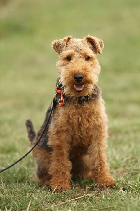 Rainey17 Terrier Mix Breeds, Sealyham Terrier, Welsh Terrier, Airedale Terrier, Farms Living, Family Affair, Terrier Mix, Mixed Breed, British Isles