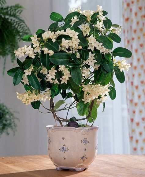 8 Best Indoor Jasmine Varieties to Grow | Balcony Garden Web Chinese Indoor Plants, Jasmine Plant Indoor Hanging, Grow Jasmine Indoors, Jasmine Flower Plant, Jasmine Potted Plant, Potted Flowers Indoor, Growing Jasmine Indoors, Potted Jasmine Plant, House Flowers Indoor