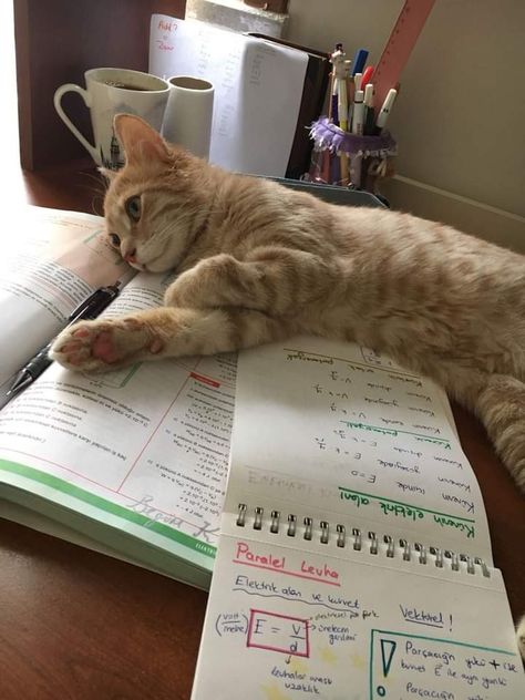 Tired Of Studying, Studying Hard, Sophomore Year, Study Hard, Study Motivation, Java, A Cat, Book Lovers, Kitty