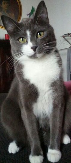 Gray And White Tuxedo Cat | grey tuxedo cats Grey And White Cat, Image Chat, Grey Dog, Tuxedo Cat, White Cats, Domestic Cat, Cute Cats And Kittens, Doja Cat, Cats Meow