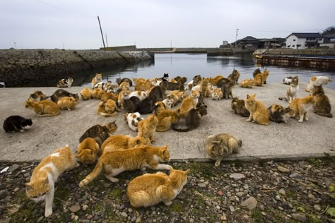 Aoshima Island, Cat Island Japan, Bunny Pics, Perjalanan Kota, Japan Cat, Cat Heaven, Cat Island, Ehime, Tokushima