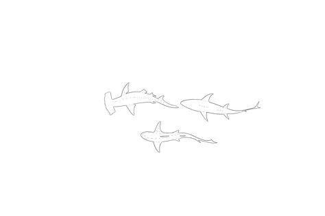 Shark Fine Line Tattoo, Shark Tattoo Fine Line, Fine Line Shark Tattoo, Simple Shark Tattoo, Small Shark Tattoo, Ocean Theme Tattoos, Crocodile Tattoo, Spinal Tattoo, Travel Tattoo Small