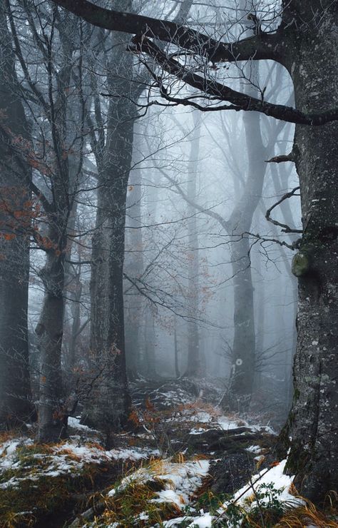 Late Autumn is a photograph by Elena Salminen. Misty day in the forest. Source fineartamerica.com Beautiful Forest, Forest Photography, Walk In The Woods, Tree Forest, Winter Forest, Magical Forest, Nature Landscape, Dark Forest, Nature Aesthetic