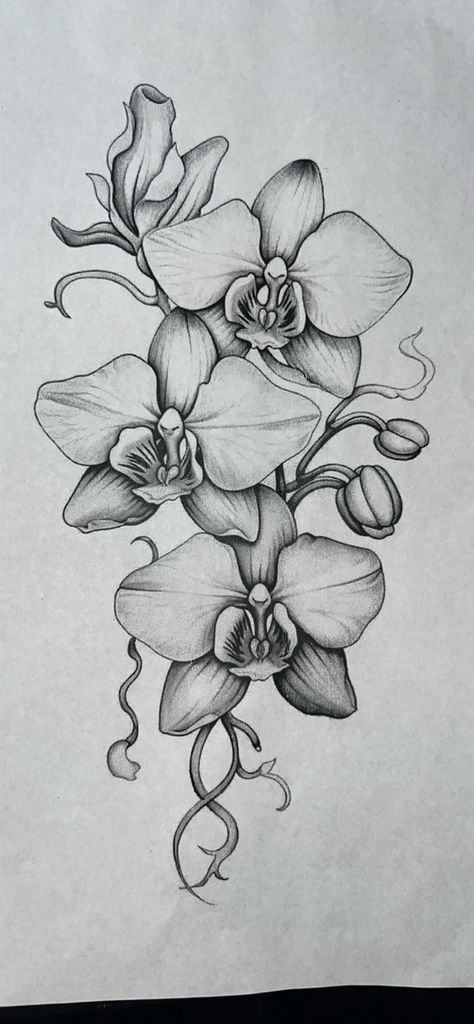 Purple Orchid Drawing, Orchid Pencil Drawing, Flower Drawing Reference Photo, Drooping Flowers Drawing, Orchid Mandala Tattoo, Orchid Sleeve Tattoo, Orchid Vine Tattoo, Cattleya Orchid Drawing, Orchids Tattoo Design