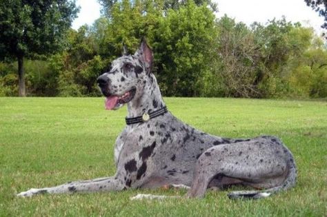 A Beautiful Blue Merle Great Dane Grey Great Dane, Blue Merle Great Dane, Merle Great Danes, Dane Puppies, Psy I Szczenięta, Great Dane Puppy, Dogs Breeds, Working Dog, Dane Dog