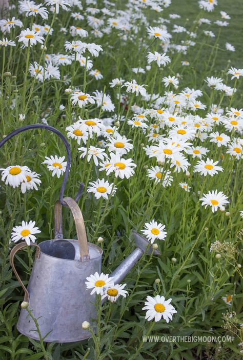 Tattoo Plant, Daisy Garden, Sunflowers And Daisies, Daisy Love, Gardening Techniques, Gorgeous Gardens, Edible Garden, Types Of Flowers, Growing Vegetables