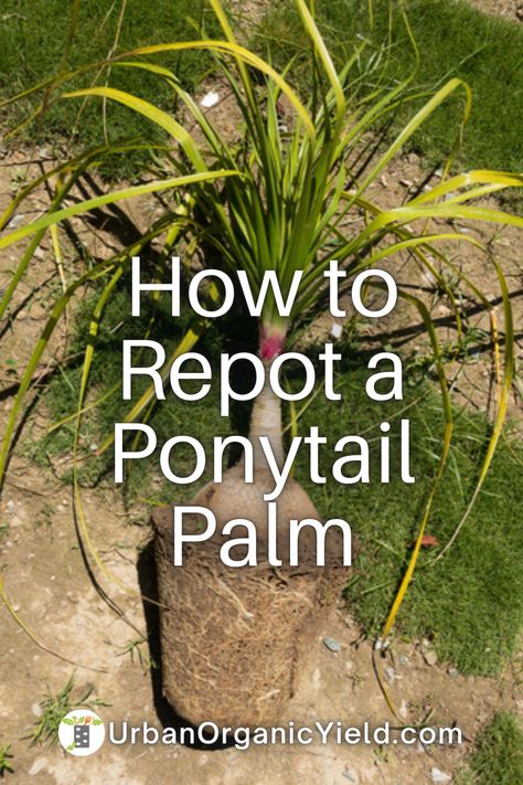 Repotting Ponytail Palm, Ponytail Plant In Pot, Ponytail Plant Care, Ponytail Palm Care Indoor, Ponytail Plant, Ponytail Palm Care, Ponytail Palm Tree, Indoor Cactus Plants, Plants Grown In Water