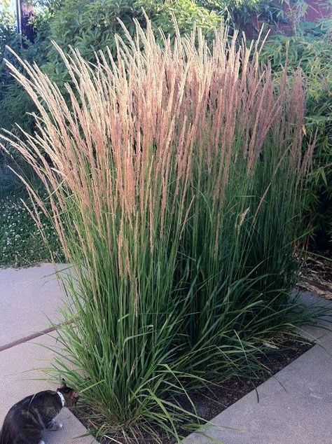 Big Planters Outdoor Ideas, Karl Forester, Ornamental Grasses For Shade, Cerca Natural, Ornamental Grass Landscape, Tall Ornamental Grasses, Feather Reed Grass, Shade Grass, Public Speech