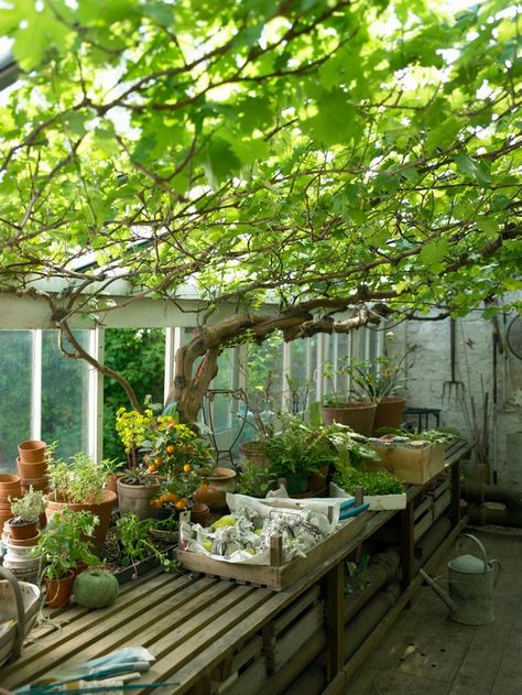 With its lush greenery and temperate climate year-round, greenhouses are beneficial environments for plants, but you might consider adding an animal to the ecosystem. Greenhouse Vegetables, Greenhouse Ideas, Hardscape Design, Garden Vines, Backyard Greenhouse, Greenhouse Plans, Diy Greenhouse, Garden Greenhouse, Have Inspiration