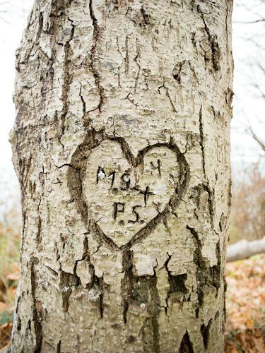 A tree trunk carved with a love heart Tree Carving Initials, Childhood Sweethearts, Tree Texture, Tattoo Tree, Willow Tree Figurines, Dark Tree, Tree Textures, Cool Tree Houses, Live Oak Trees