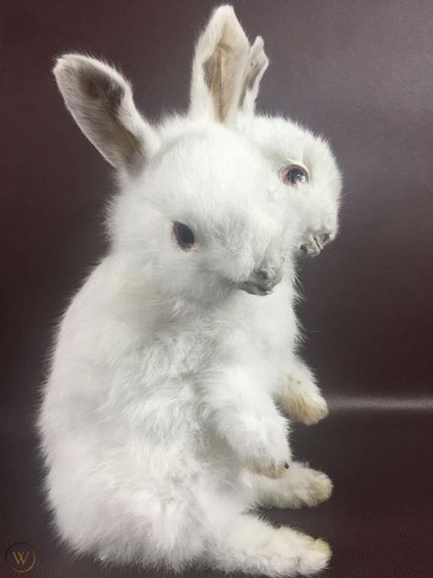 Rabbit Reference Photo, Two Headed Rabbit, Two Headed Lamb, Deformed Animals, Taxidermy Art, Vulture Culture, Interesting Photos, Weird Animals, Creepy Cute