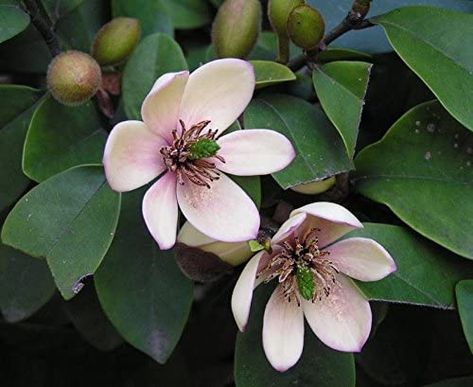 Magnolia Tree Landscaping, Rock Garden Plants, Permaculture Gardening, Fragrant Plant, Plant Seeds, Moon Garden, Garden Oasis, Magnolia Flower, Farm Gardens