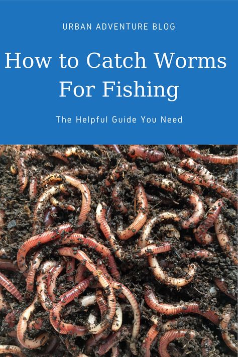 Are you planning to catch your own live bait for fishing? If you want the classic worms, learn how to catch worms for fishing here! Composting Worms, Diy Fishing Bait, Bait For Fishing, Fishing Worms, Fishing Hacks, Bait Shop, Worm Bin, Red Worms, Fishing Ideas