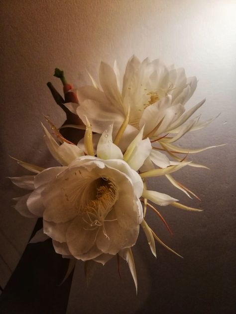 #kadupul #rare #flower #srilanka Kadupul Flower, Epiphyllum Oxypetalum, Wijaya Kusuma, Terrestrial Plants, Moon Garden, Scientific Name, Flower Plant, Dark Beauty, Good Morning Images