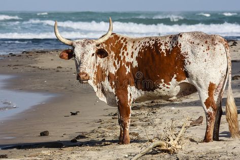 Nguni Bull. On the beach in Transkei - Wild Coast South Africa #Sponsored , #SPONSORED, #PAID, #Bull, #Transkei, #South, #beach Nguni Cows, Nguni Cattle, Bull Images, Cows Mooing, Cow Photography, Cattle Breeds, Cow Pictures, Barnyard Animals, Cow Painting