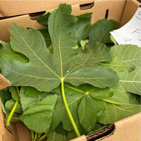 Fig leaves are a valuable yet often underutilized part of the fig tree, offering a range of health benefits from blood sugar regulation to improved cardiovascular health. Fig Tea, Fig Leaf Tea, Health Benefits Of Figs, Small Fruit Trees, Plant Remedies, Gods Gifts, Apple Plant, Useful Plants, The Fig Tree