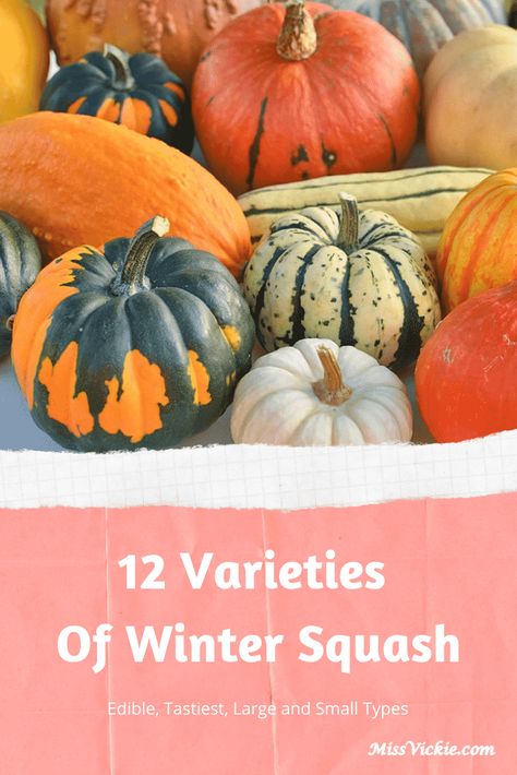 12 Varieties Of Winter Squash (Edible, Tastiest, Large and Small Types) - Miss Vickie Types Of Squash Winter, Carnival Squash, Sweet Dumpling Squash, Winter Squash Varieties, Red Kuri Squash, Buttercup Squash, Squash Varieties, Sweet Dumplings, Kabocha Squash