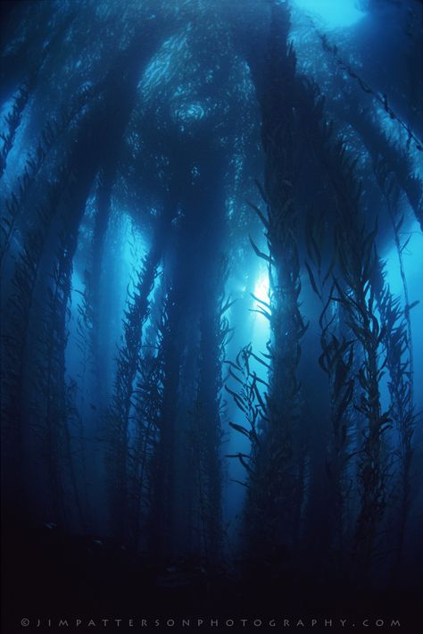 Deep Blue Kelp Forest - Big Sur, California | Flickr - Photo Sharing! Kelp Forest, In The Deep, The Deep, Blue Water, Deep Blue, Forest, Water, Blue