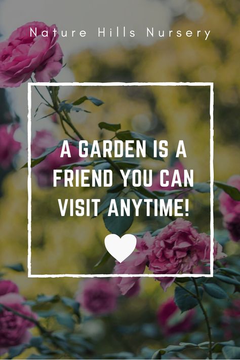 A garden is a friend... #gardening #quotes Garden Quotes Signs, Funny Vine, Gardening Quotes, Plants Quotes, Garden Quotes, Creative Gardening, Organic Gardening Tips, Garden Club, Flower Quotes