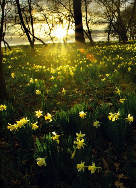 Wild Daffodils, Spring Pics, Yellow Forest, Flower Magic, Wood Forest, Woodland Flowers, Spring Images, Forest Of Dean, Spring Forest