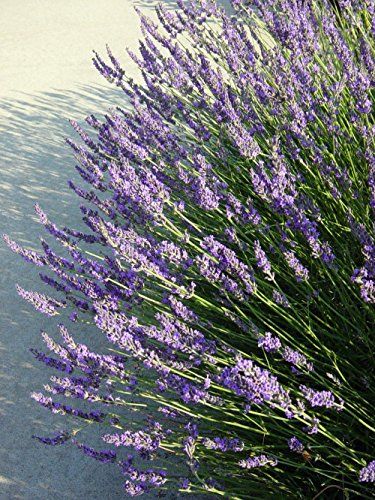 Munstead Lavender, Lavender Varieties, Lavender Herb, Provence Lavender, Lavender Garden, English Lavender, Lavender Plant, French Lavender, Flower Ideas