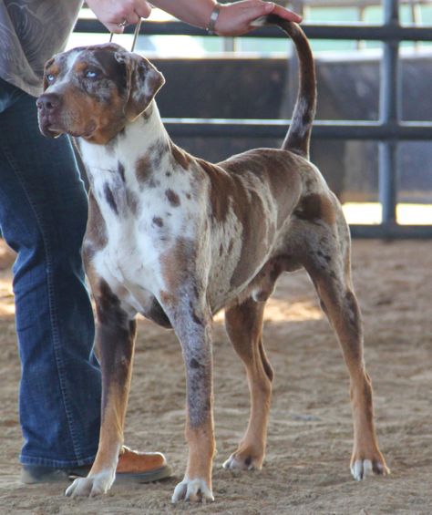 Red Leopard Catahoula. His name is Raptor Red Merle Catahoula Leopard Dog, Catahoula Leopard Dog Puppy, Catahoula Dog, Catahoula Leopard Hound, Louisiana Catahoula Leopard Dog, Catahoula Leopard, Psy I Szczenięta, Catahoula Leopard Dog, Leopard Dog