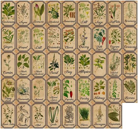 Amazon.com : Herb and Spice Apothecary Labels Vintage Labels Stickers for Jars Bottles Tags : Office Products Halloween Bottle Labels, Herb Labels, Apothecary Decor, Mason Jars Labels, Potion Labels, Apothecary Labels, Spice Jar Labels, Kitchen Labels, Glass Spice Jars