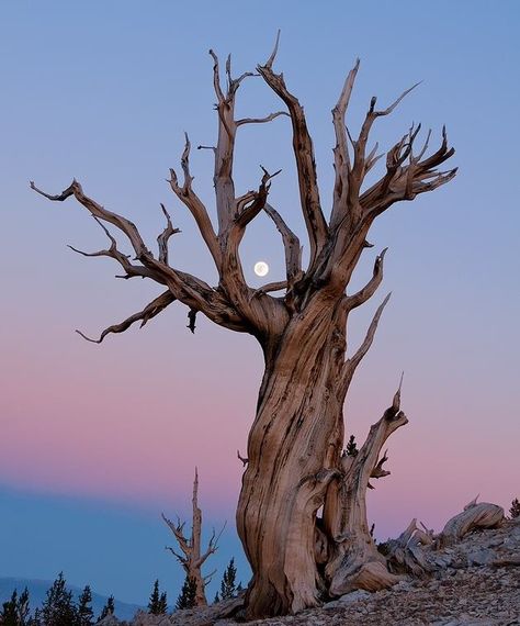 Tree Reference Photography, Trees From Below, Tree Roots Photography, Quetzalcoatl Tattoo, Old Gnarled Tree, Desert Trees, Oldest Tree In The World, Bristlecone Pine, Weird Trees