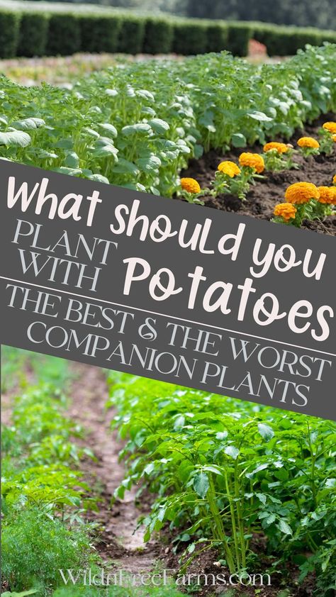 potato companion plants Companion Planting Layout, When To Plant Potatoes, Potato Companion Plants, Best Companion Plants, Companion Planting Chart, Potato Gardening, Companion Planting Vegetables, Companion Gardening, Planting Potatoes