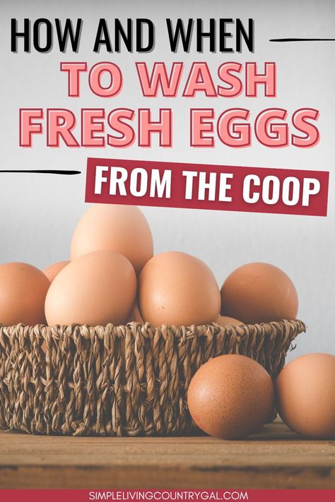 Easy tips on how to wash eggs from the chicken coop so that you have clean healthy eggs in your kitchen. Learn tips to help keep chicken eggs clean until collection and how long chicken eggs last when not washed and how long eggs last when you do wash them. Cleaning Fresh Eggs, How To Wash Eggs Safely, Fresh Chicken Eggs Shelf Life, How To Clean Eggs From Chicken, How To Store Chicken Eggs, How To Clean Fresh Chicken Eggs, How Long Do Fresh Eggs Last, Washing Eggs, Chicken Eggs Hatching