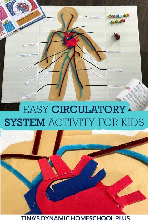 Simple and Easy Circulatory System Hands-on Activity for Kids. I have a fun circulatory system hands-on activity. Also, I have this Human Body Crafts page for more hands-on ideas. And this Beautiful Human Body Lapbook and Fun Unit Study. There are plenty of worksheets out there but if you have a kid who learns better by getting fully involved in projects, they'll love this. You just need a few simple items from the Dollar Tree to create a presentation for home, co-op, or a science demonstration Human Body Art For Kids, Nervous System Craft, Human Body Lapbook, Human Body Homeschool, Circulatory System Activities, Human Body Crafts, Homeschooling Elementary, Human Body Unit Study, Human Body Projects