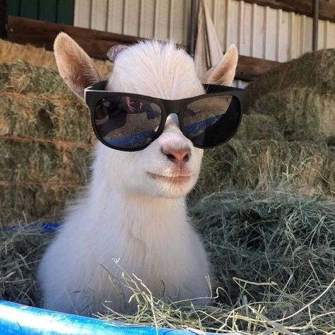 Cele Mai Drăguțe Animale, Goats Funny, Baby Goat, Cute Goats, Wearing Sunglasses, Baby Goats, Pretty Animals, Cute Animals Images, Silly Animals