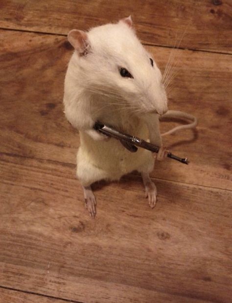 Taxidermy Rat, Rattus Rattus, Funny Rats, Mouse Photos, Funny Mouse, Cute Rats, Silly Cats Pictures, Cute Hamsters, Pet Rats