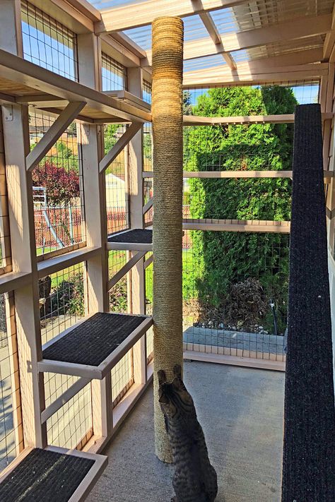 Cat Ceiling Walkways Diy, Catio Shelving Ideas, Cat Door In Window, Cat Patio Diy, Cat House Design, Outside Cat Enclosure, Cat House Outdoor, Catio Plans, Catio Ideas