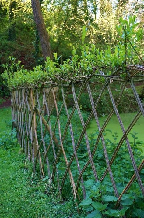 Criss cross woven wattle fencing Nature Fence, Living Willow Fence, Cerca Natural, Wattle Fence, Willow Fence, Willow Garden, Living Willow, Natural Fence, Living Fence