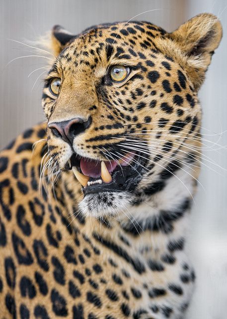 Jaguar Animal, Gato Grande, Nice One, Nice Pic, Majestic Animals, Ford Gt, Leopards, Animal Wallpaper, Animal Tattoos