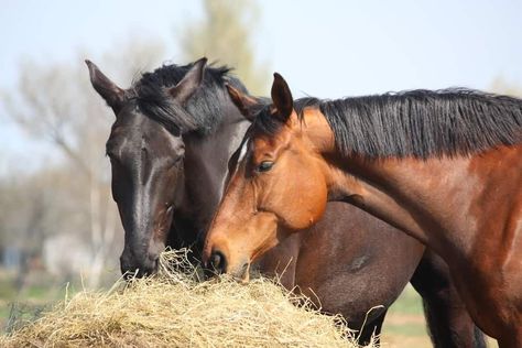 Know what and how much to feed your horses is an essential part of keeping them healthy. Read more now on how to feed your horse. Meal Worms Raising, Draft Horse Breeds, Horse Nutrition, Equine Veterinary, Horse Hay, Equine Nutrition, Horse Feed, Two Horses, Chestnut Horse